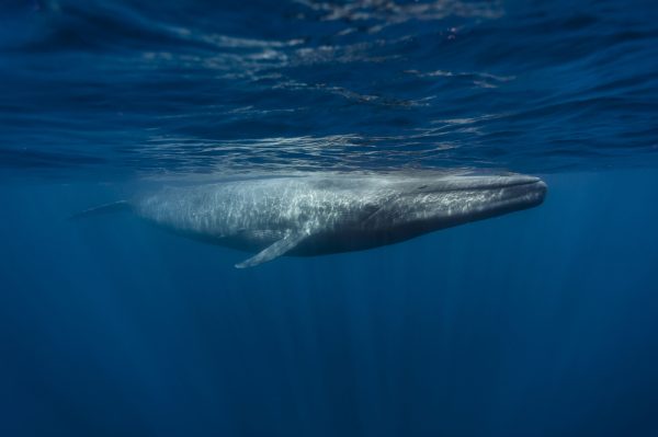 blue whale penis