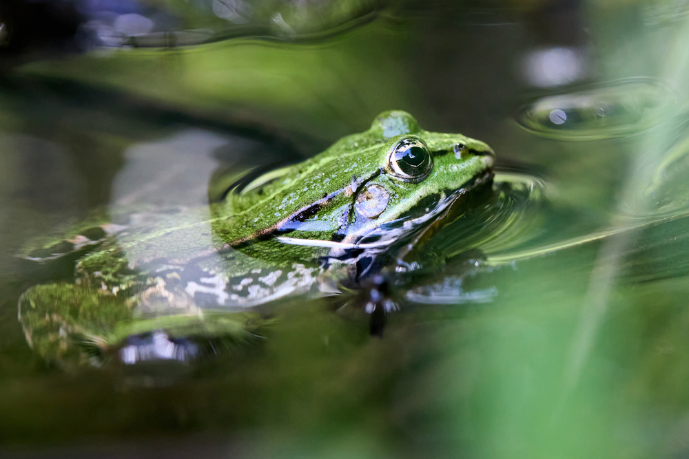 frog juice