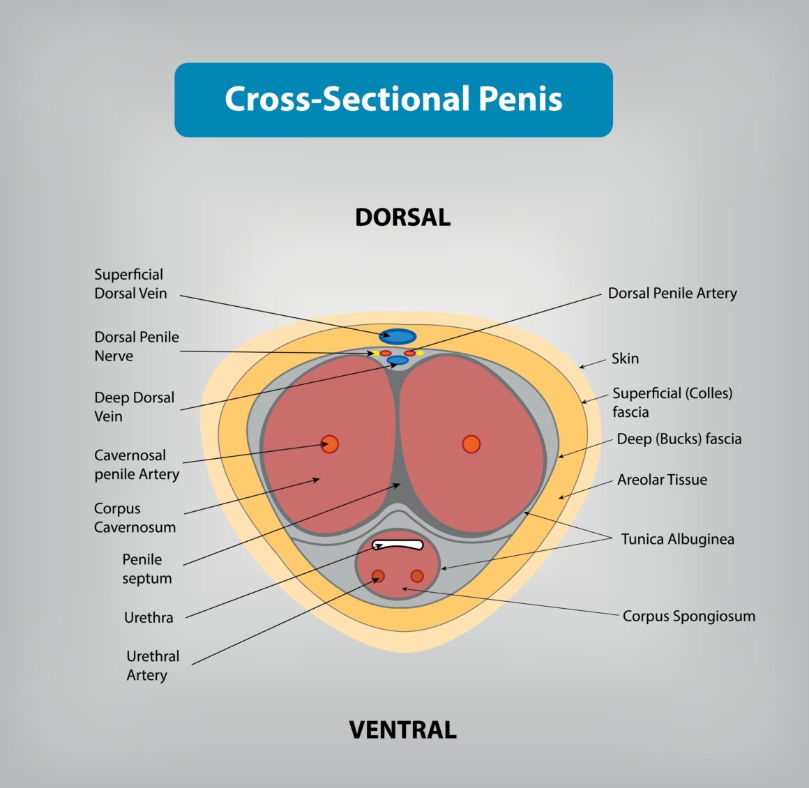 Cross-section diagram of a penis