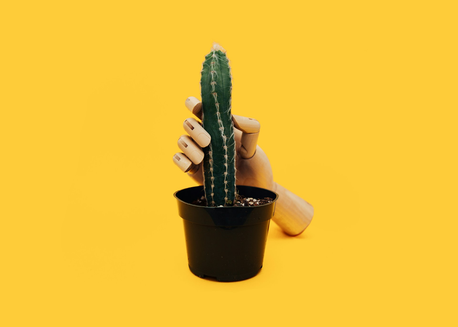 A cactus representing a sore penis held by a model hand - https://unsplash.com/photos/hand-mannequin-holding-green-cactus-plant-RoB4hHjW_fc