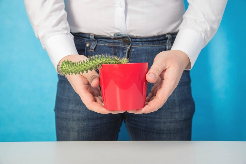 Man holding a limp cactus - symbolising erectile dysfunction