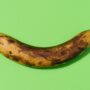 Overripe yellow banana on a green background