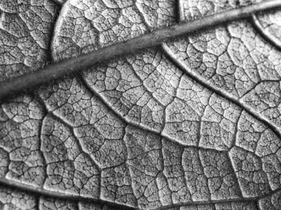 close-up shot of a leaf with visible veins