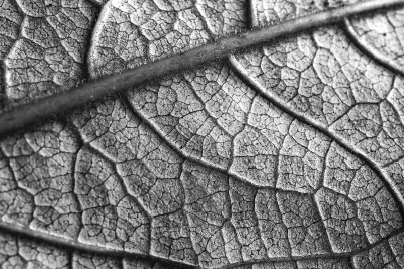 close-up shot of a leaf with visible veins