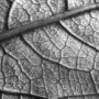 close-up shot of a leaf with visible veins