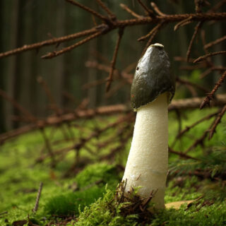 a mushroom that looks like a penis