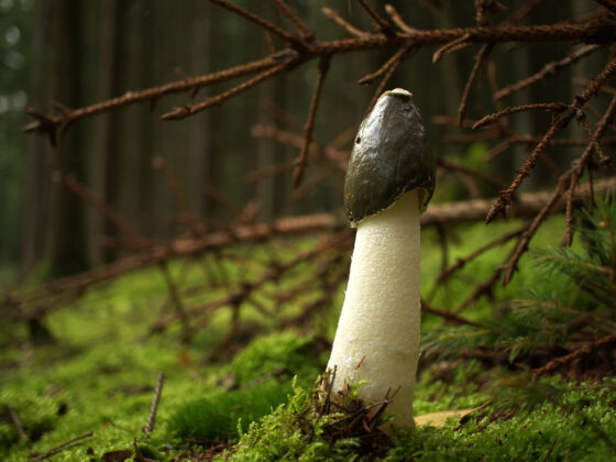 a mushroom that looks like a penis