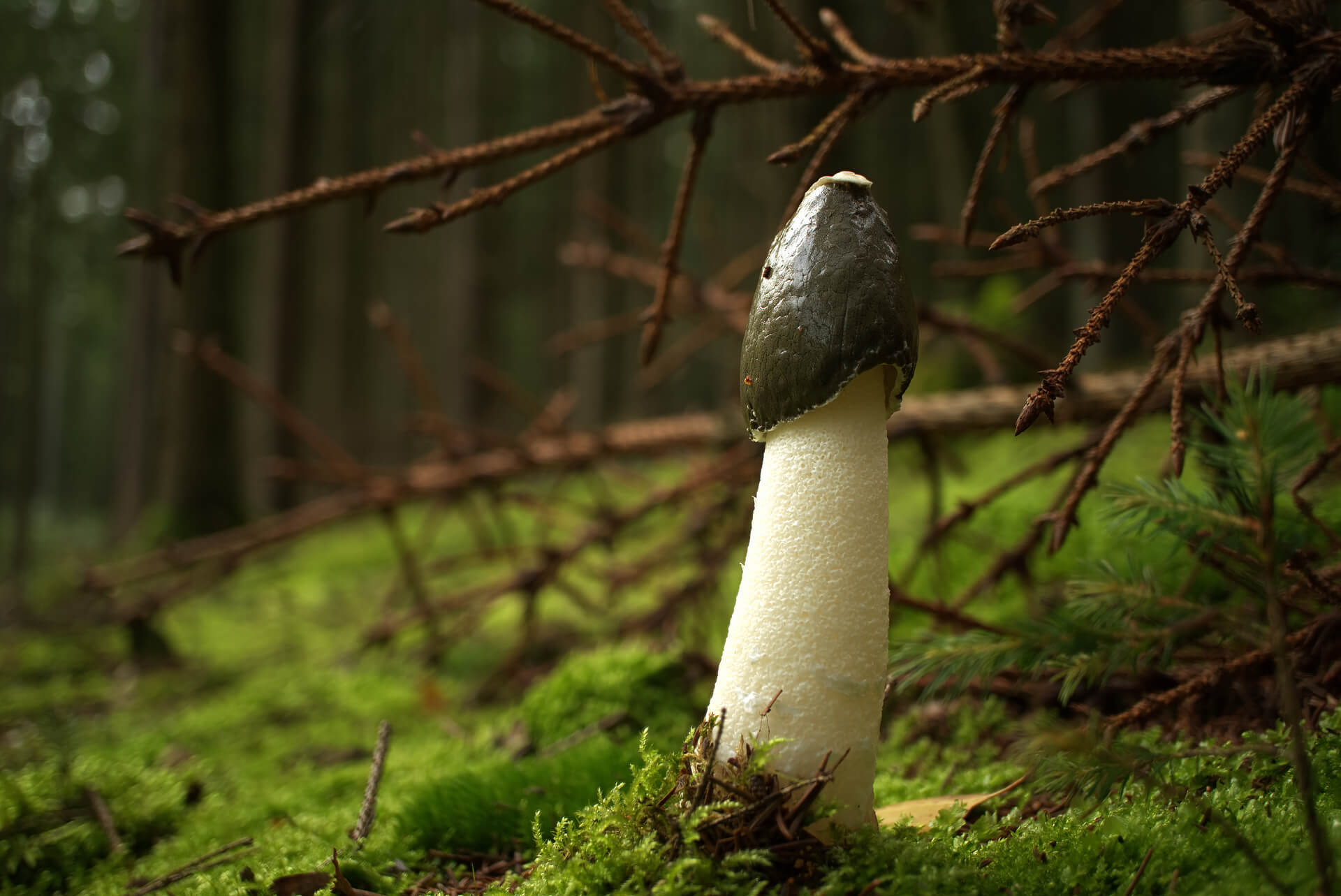 a mushroom that looks like a penis